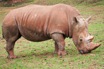 Fototapeta premium White Rhinoceros