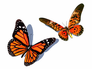 Naklejka premium butterfly 