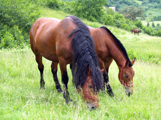 two beautifull brown horses eating