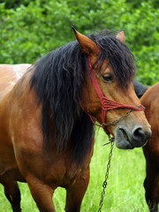 Fototapeta premium curly haired horse