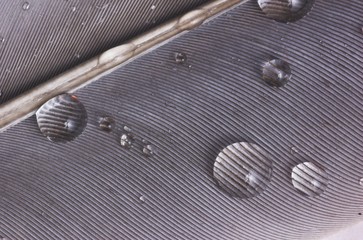 waterdrops on feather macro