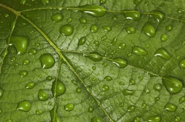 drops on green leaf macro