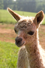 Obraz premium Alpaca with cria