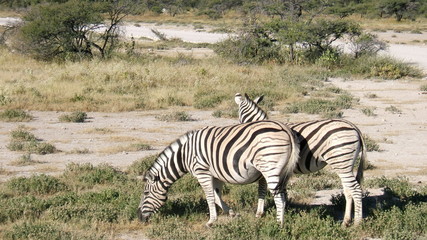 Fototapeta na wymiar Parc d'Etosha, z?bres, namibie
