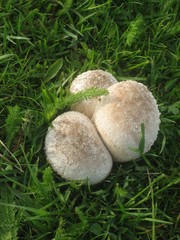 champignon