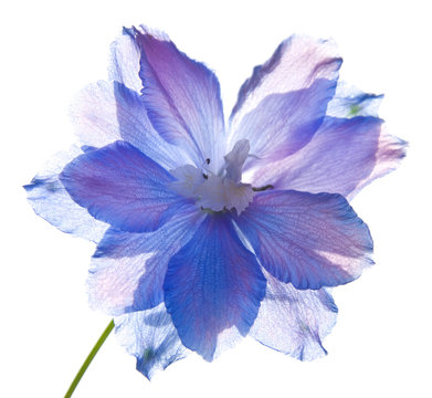 Translucent Delphinium Flower