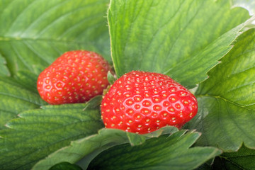 two fresh strawberries