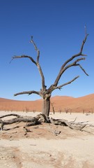 Dead Vlei, Namibie