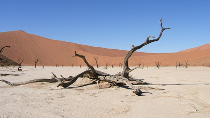 Fototapeta na wymiar Dead Vlei, Namibie