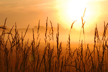 morning sunrise with wheat grass in the foreground