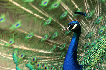 Pfau