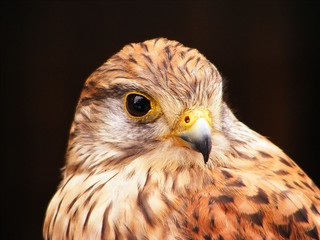 Turmfalke