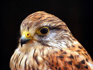 Turmfalke