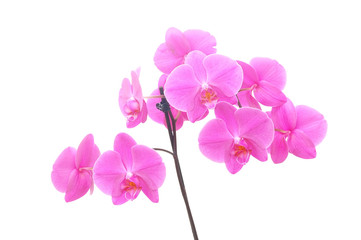 Naklejka na ściany i meble Orchid isolated