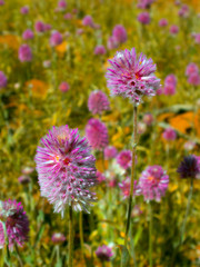 Field of Mulla Mulla in outback Australia