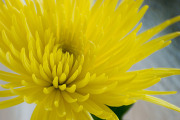Close-up of a spider mum flower