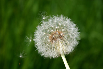 dandelion and seeds
