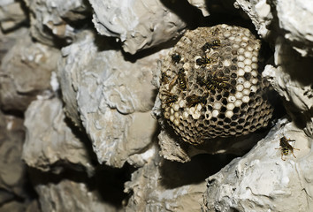 Hymenoptera Apocrita