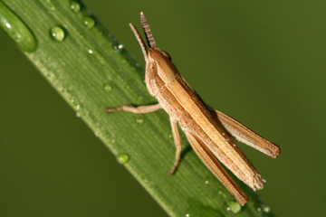 Closeup of locust with dew