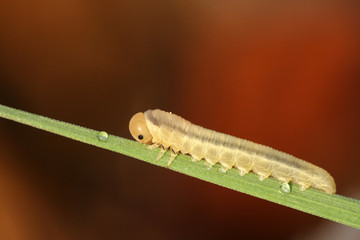 Closeup of small caterpillar