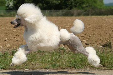 chien  Caniche