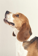 chien  Beagle