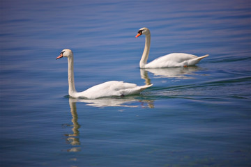 Fototapeta na wymiar Para łabędzi na jeziorem Ohrid, Macedonia