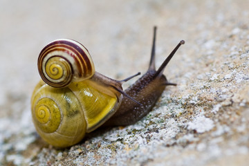 Snails Piggy-Backing