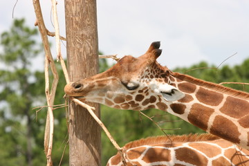 couple of giraffe