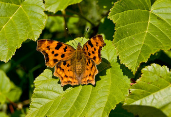 butterfly on the sheet 