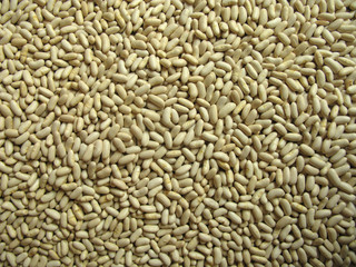Bean white common beans