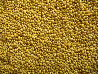 Bean yellow beans 