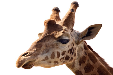 Portrait of a giraffe