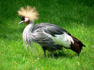 Stelzvogel
