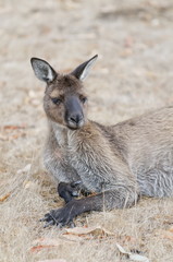 Fototapeta premium Resting kangaroo on Kangaroo Island