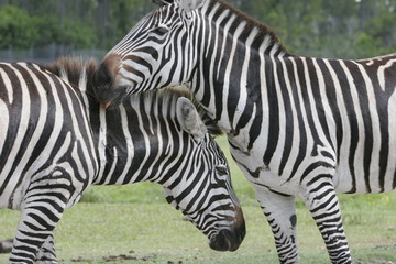 zebra couple