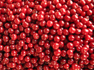 Sour cherries perfect