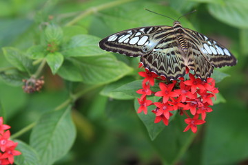 Butterfly 6