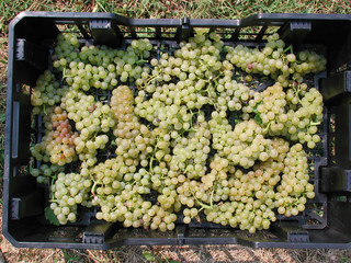 Vendemmia