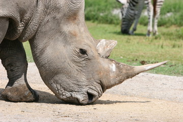 Obraz premium rhino tusks