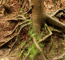 roots