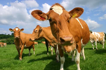 Acrylic kitchen splashbacks Cow Jersey Cows