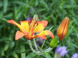 Obraz premium Tiger lily
