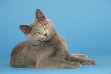 chat  Chartreux