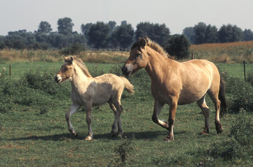 cheval  poney islandais