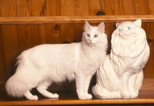 chat Angora Turc