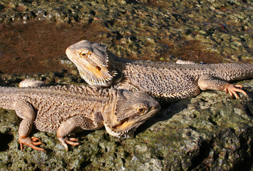 Obraz premium Pair of Bearded Dragons