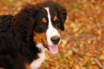 Bernese mountain dog