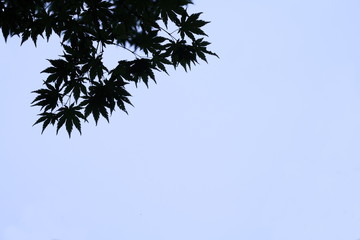 カエデのシルエット