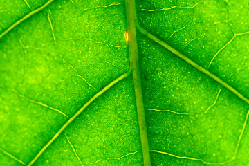 green leaf